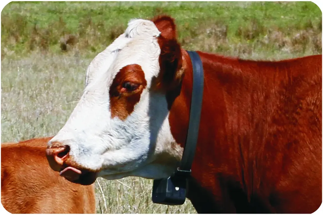 Registered Bonsmara stud cattle in high veld
