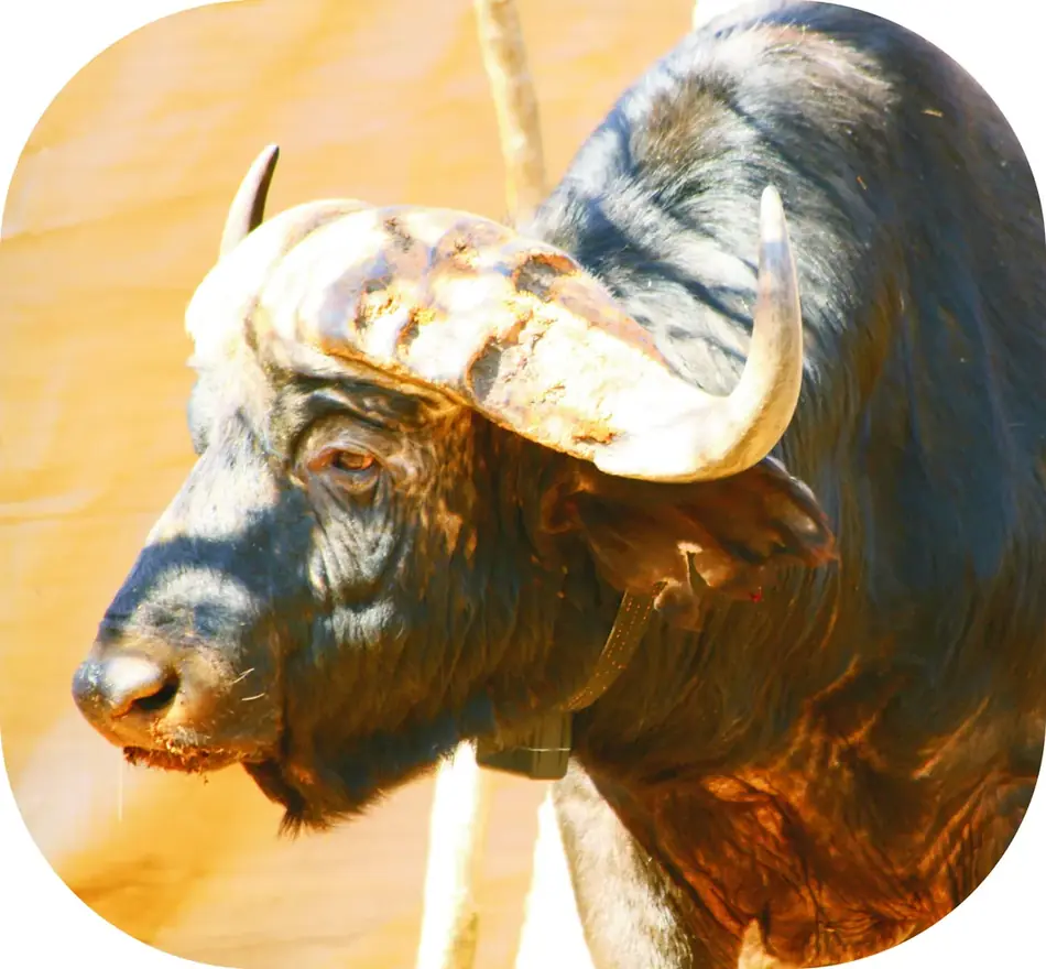 Cape Buffalo bull in the African bushveld