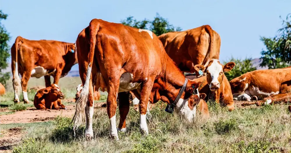 Registered stud cow fitted with HOTGROUP telemetry collar in pasture