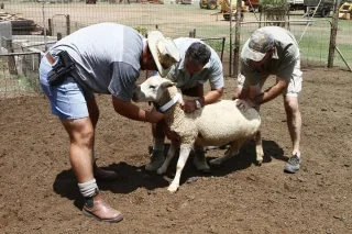 Farmer and SAPS police officer fitting anti-theft collars to livestock